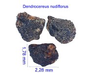 Dendrocereus nudiflorus JMA.jpg